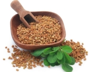 Fenugreek